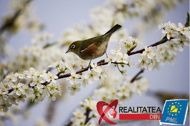 REALITATEA DIN PNL UREAZĂ TUTUROR FEMEILOR “LA MULȚI ANI!”